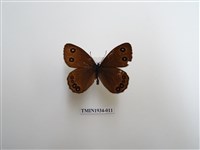 藏品(永澤蛇眼蝶)的圖片